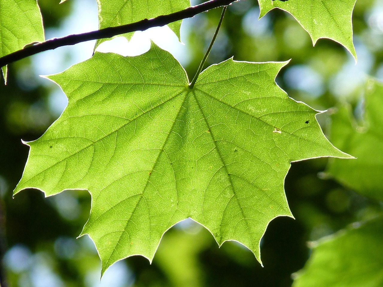 a close up of a leaf on a tree, pixabay, hurufiyya, canadian maple leaves, underside, glowing green, 1 5 0 4