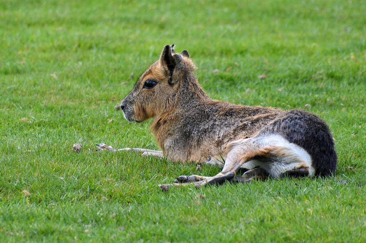 a brown and black animal laying on top of a lush green field, shutterstock, picture taken in zoo, jackal, calf, very sharp photo