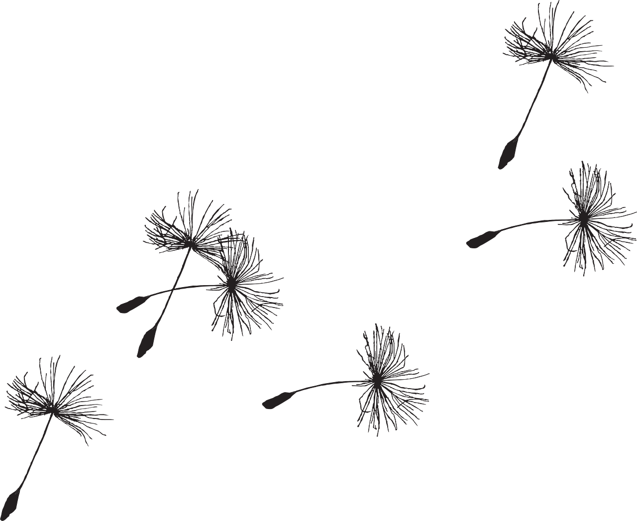 a black and white photo of a dandelion, a digital rendering, inspired by Sōami, conceptual art, clematis theme banner, black backround. inkscape, lying scattered across an empty, flies