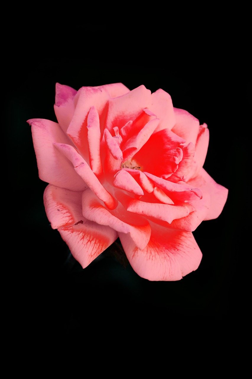 a close up of a pink rose on a black background, highly detailed product photo, coral red, high quality product photo, photorealistic detailed picture