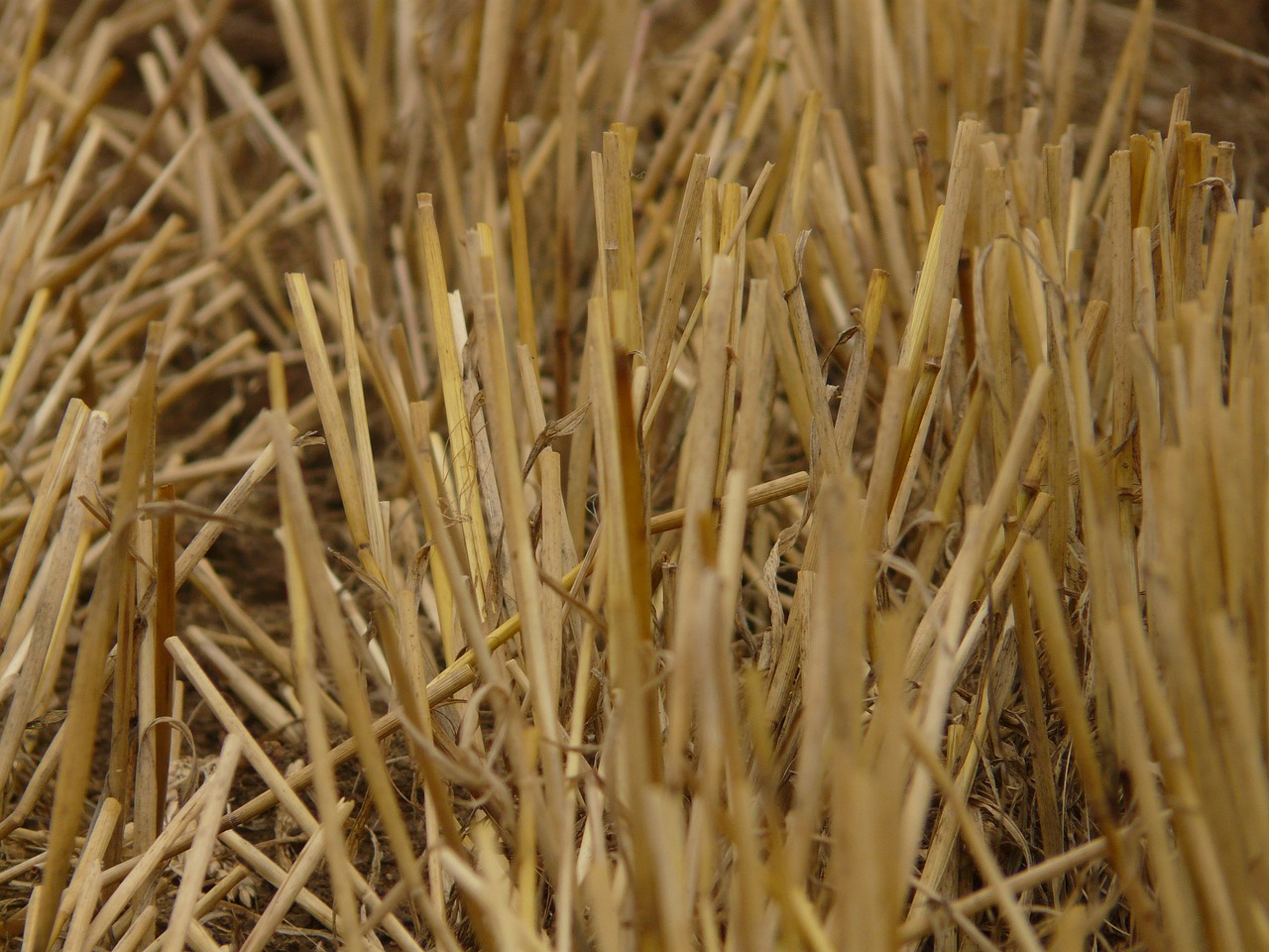 a close up of a bunch of dry grass, by David Simpson, flickr, land art, with neat stubble, micro detail 4k, bangalore, 3 d close - up