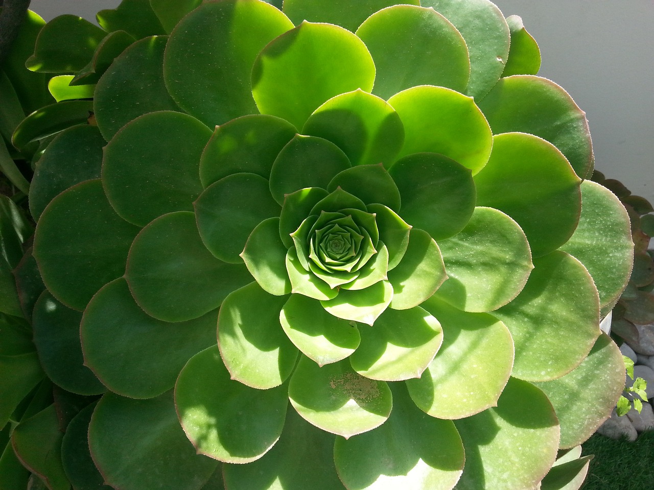 a close up of a plant with green leaves, precisionism, rosette, organic form ”, brightly lit!, slightly sunny