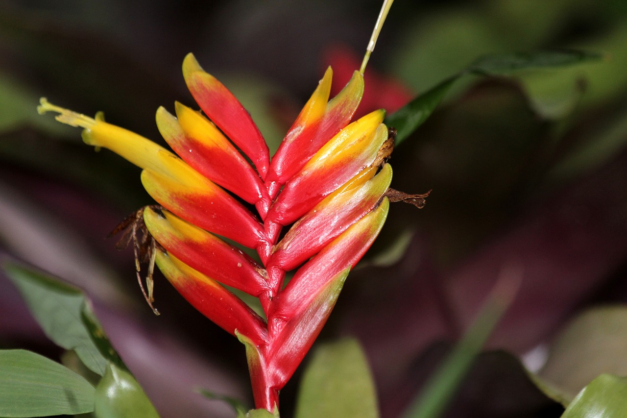 a red and yellow flower with a bee on it, by Robert Brackman, hurufiyya, bromeliads, forming a heart with their necks, scorpion tail, flash photo