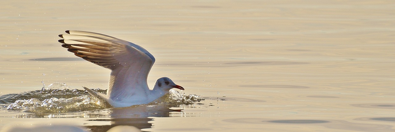 a close up of a bird in a body of water, a portrait, pixabay, arabesque, at takeoff, marble!! (eos 5ds r, pale head, photo taken from behind