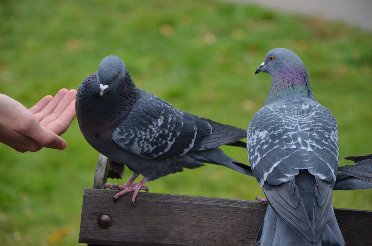 a couple of pigeons sitting on top of a wooden bench, shutterstock, realism, sits on a finger, stock photo, indigo, bird poo on head