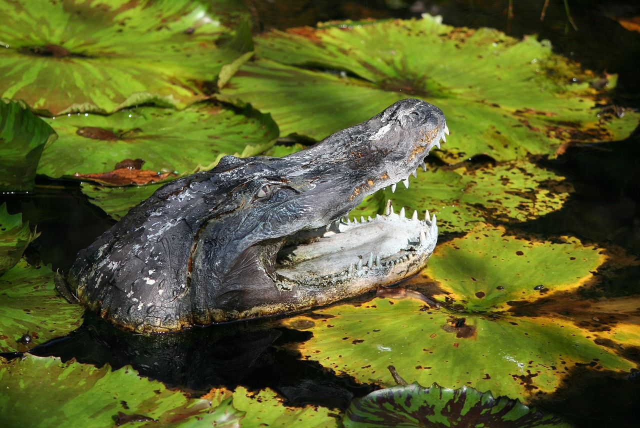 a close up of a alligator in a body of water, a photo, by Robert Brackman, shutterstock, lying on lily pad, vicious snapping alligator plant, prize winning color photo, portrait n - 9