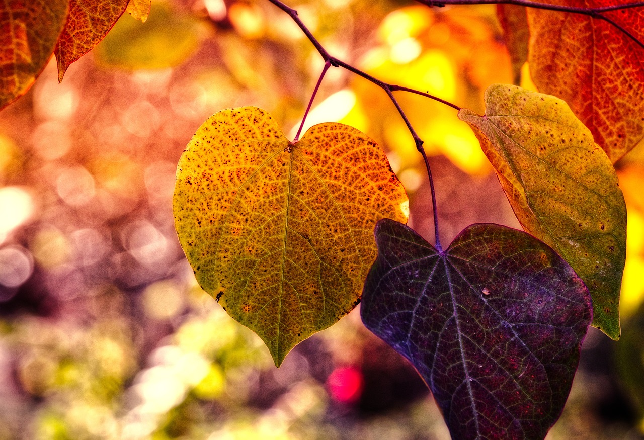 a couple of leaves that are hanging from a tree, romanticism, vivid saturation, heart, radiating golden light, vibrant color details