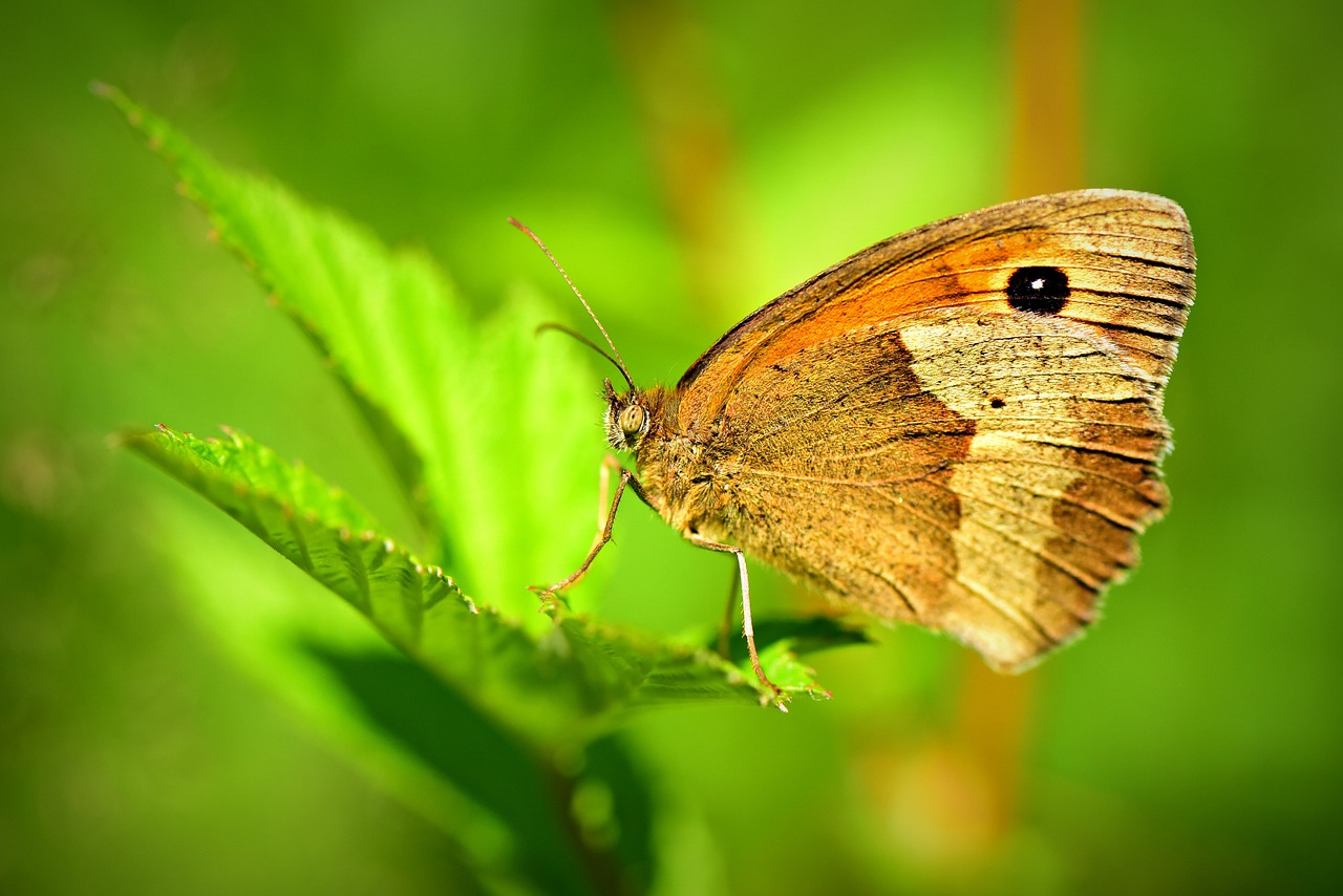 a brown butterfly sitting on top of a green leaf, a macro photograph, renaissance, highly detail wide angle photo, high definition photo, high details photo, very detailed photo