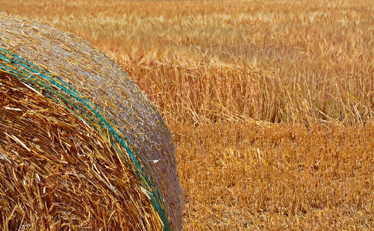 a close up of a hay bale in a field, inspired by David Ramsay Hay, precisionism, golden curve composition, details and vivid colors, fields in foreground, telephoto shot