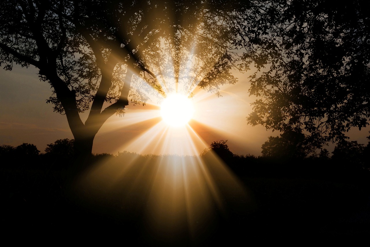 the sun shines brightly through the branches of a tree, a picture, by Eugeniusz Zak, rayonism, god's rays, sun rising, light and darkness separated, the sun's rays through the dust