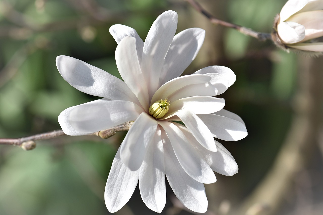 a close up of a white flower on a tree, by Hans Schwarz, trending on pixabay, hurufiyya, magnolia big leaves and stems, chrysanthemum eos-1d, high detail photo, benjamin vnuk