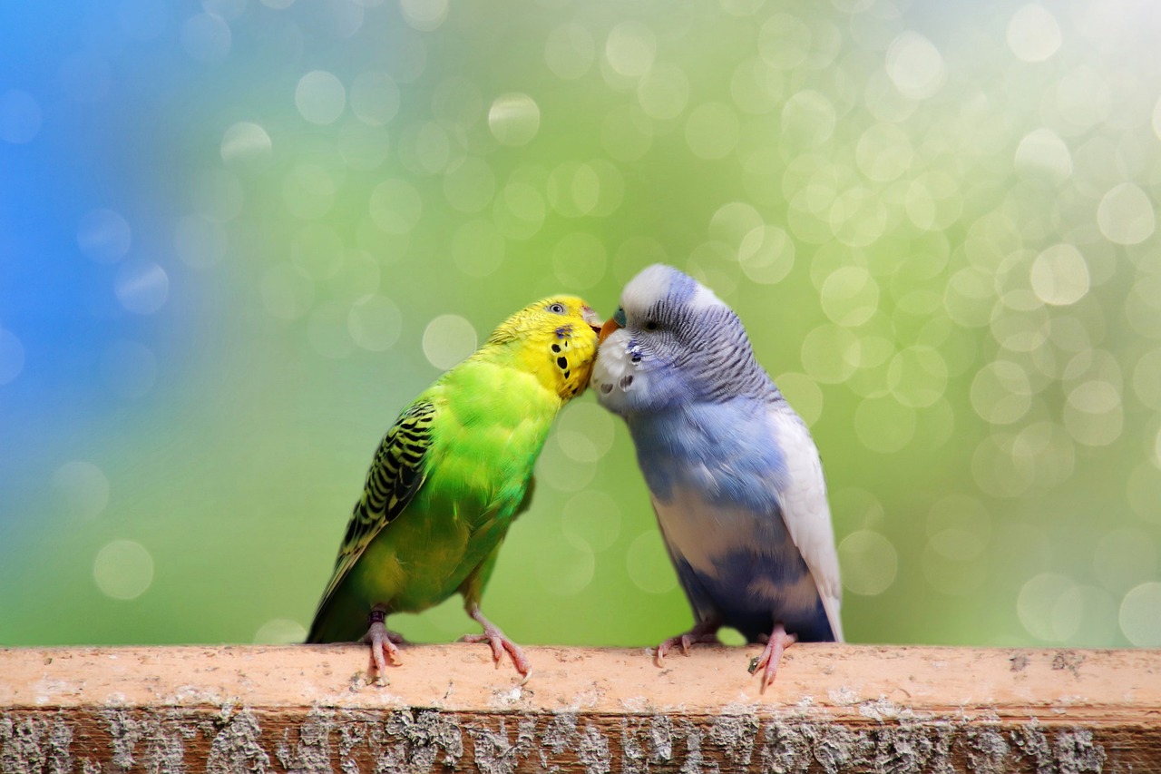 a couple of birds sitting on top of a wooden fence, shutterstock, some yellow green and blue, kiss, pet animal, bokeh )