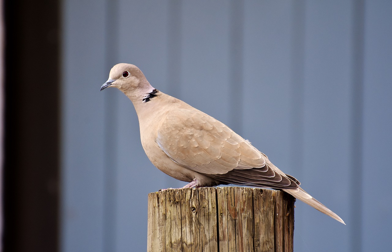 a bird sitting on top of a wooden post, a portrait, by Paul Bird, shutterstock, pale-skinned, dove, very sharp photo