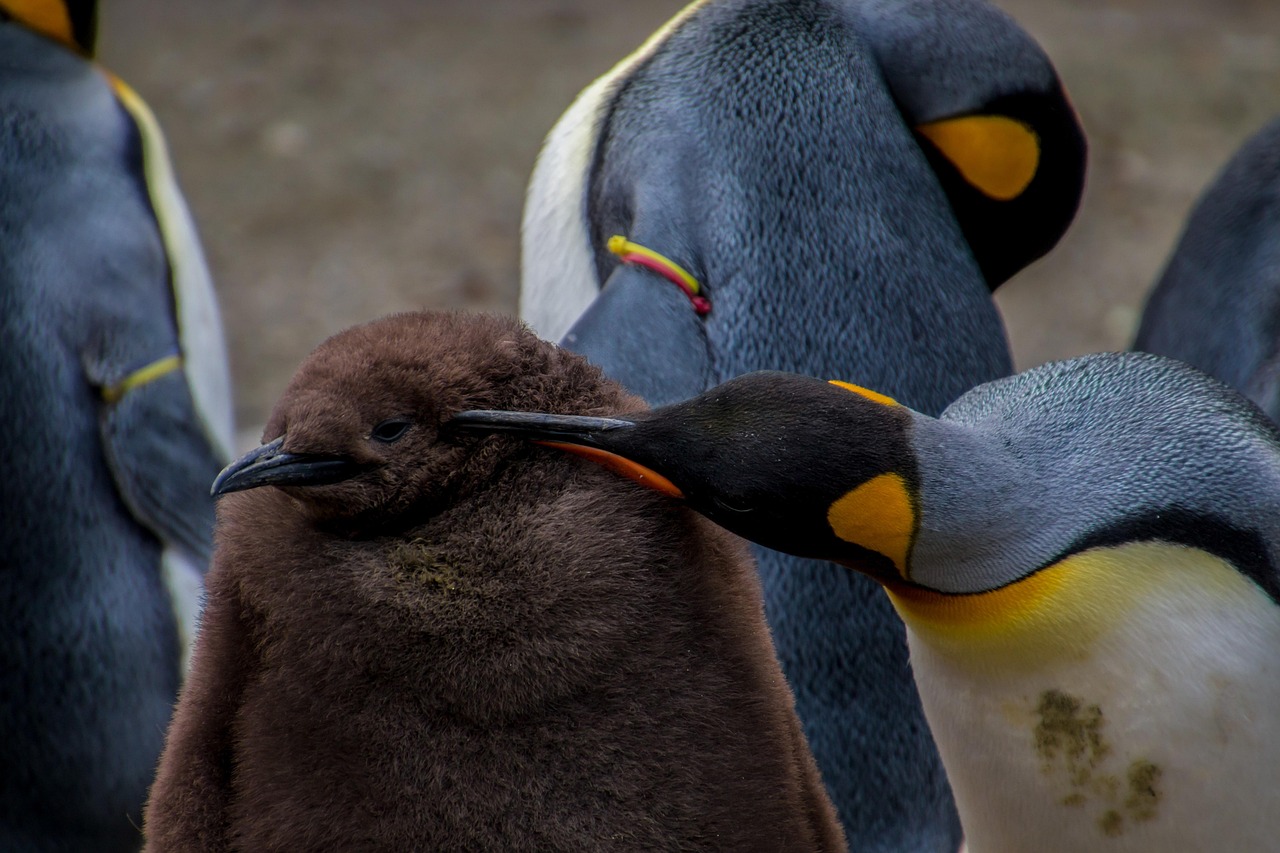 a group of penguins standing next to each other, by Dave Melvin, pexels contest winner, maternal photography 4 k, close-up fight, pregnancy, closeup at the face