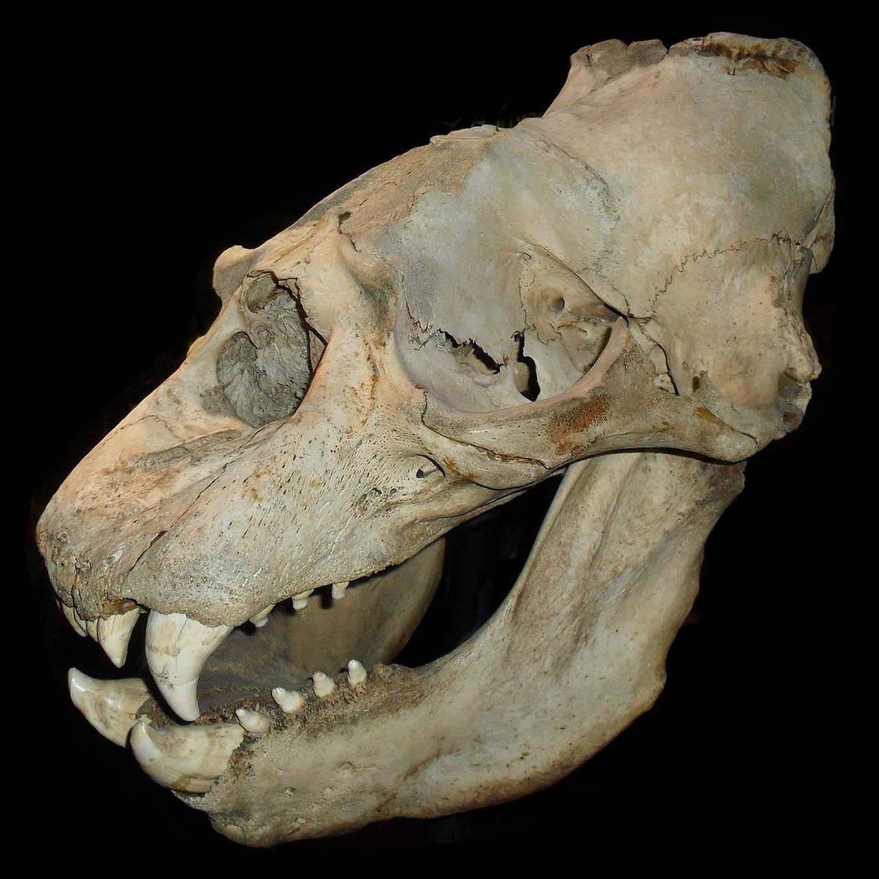 a close up of a skull on a black background, sumatraism, thylacine, detailed image, from wikipedia, on a gray background