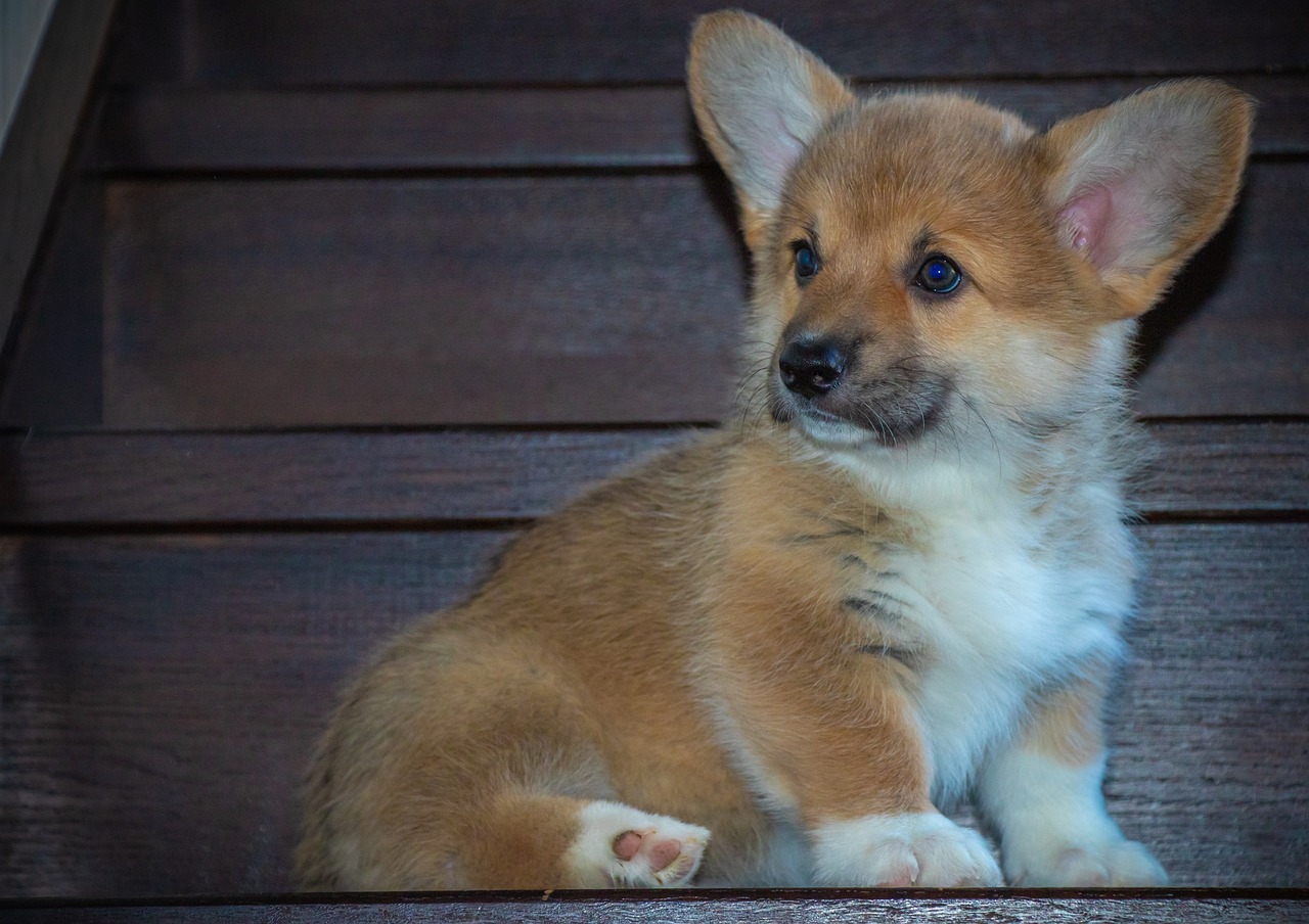 a small brown and white dog sitting on some steps, by Jaakko Mattila, flickr, corgi, on a wooden table, puppies, post+processing