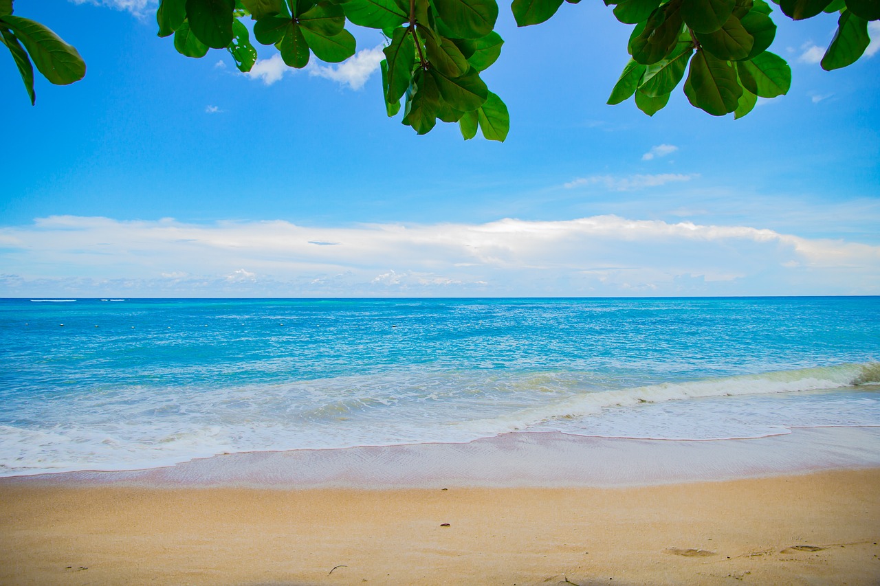 a large body of water sitting on top of a sandy beach, a picture, shutterstock, tropical background, blue backgroung, the tree is on top of a calm sea, wallpaper for monitor