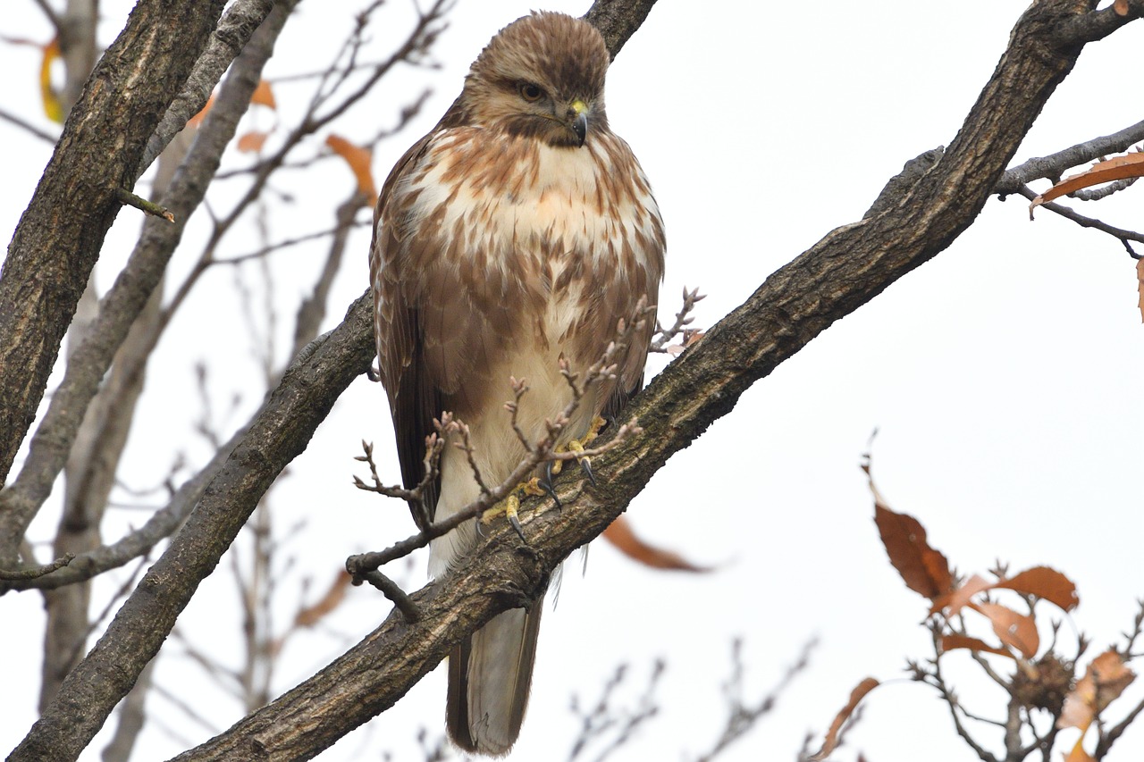 a bird sitting on top of a tree branch, a portrait, pixabay, plein air, hawk, slight overcast weather, sitting on a curly branch, 2 0 0 mm telephoto