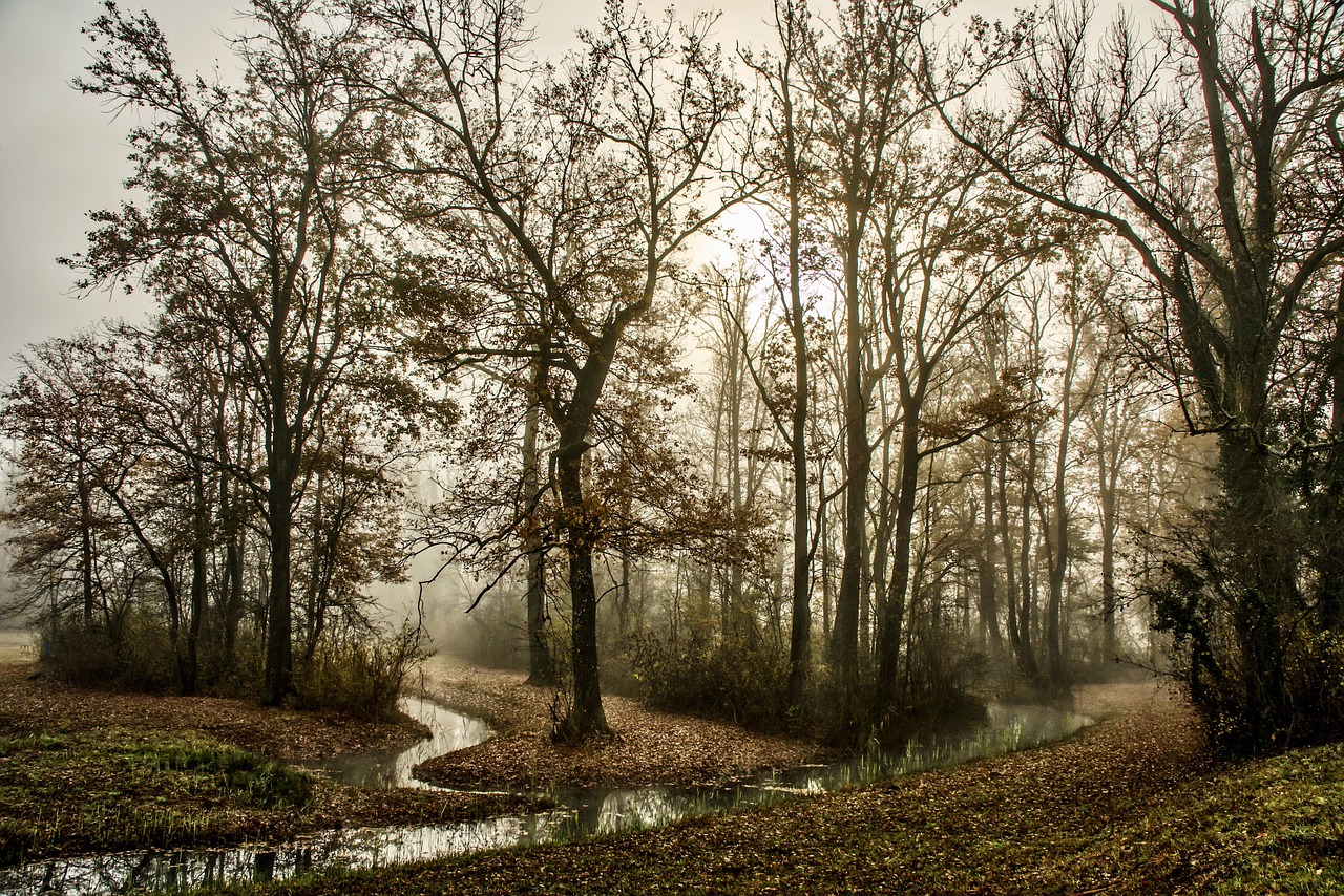 a stream running through a forest on a foggy day, a picture, by Jacob Esselens, late autumn, curves!!, sienna, swamps