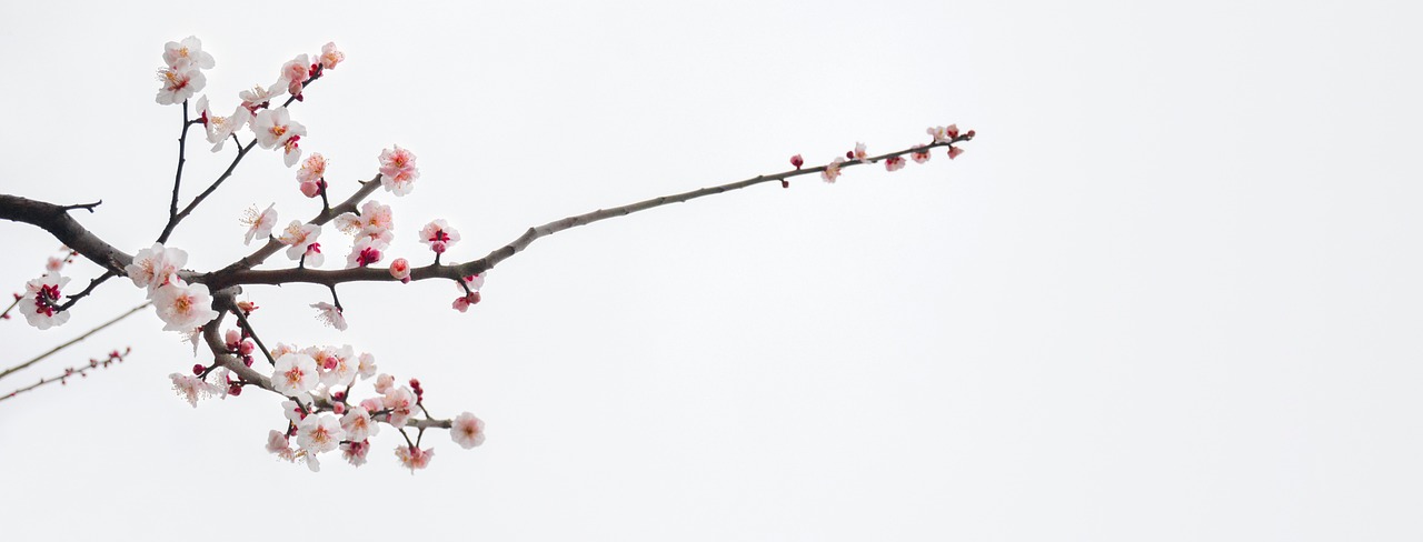 a bird sitting on top of a branch of a tree, a minimalist painting, inspired by Zhang Kechun, unsplash, sakura bloomimg, flower buds, 2 0 0 mm telephoto, 2 0 1 2