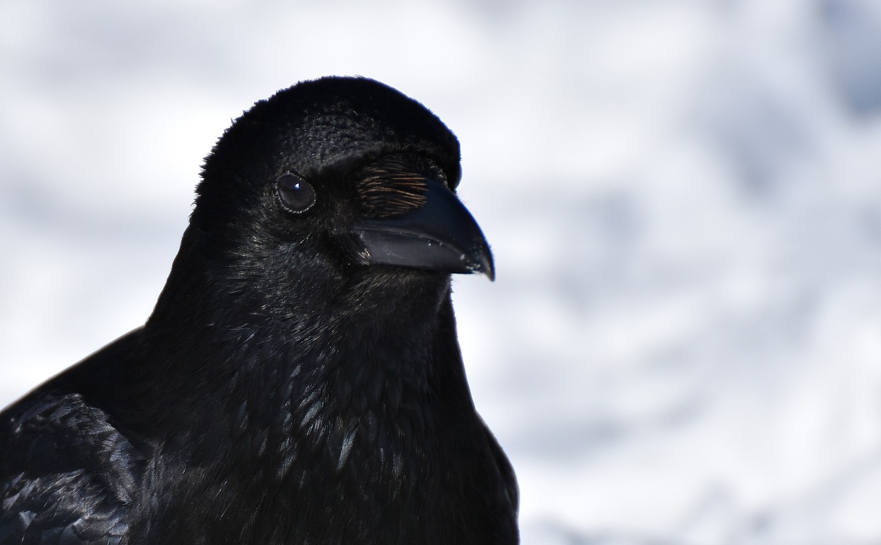a close up of a black bird with a cloudy sky in the background, a portrait, renaissance, only snow in the background, rounded beak, black on black, large dark eyes