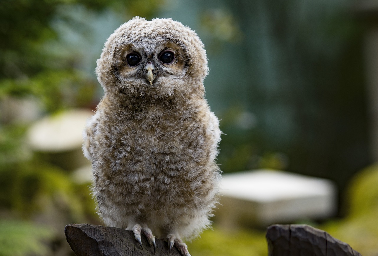 a small owl sitting on top of a tree stump, a portrait, by Edward Corbett, shutterstock, toddler, taken in zoo, super fluffy, stock photo