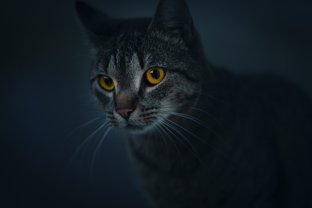 a close up of a cat with yellow eyes, a picture, minimalism, cinematic lighting at night, moody hazy lighting, taken with canon eos 5 d, very very realistic