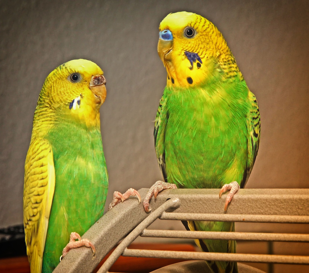 two green and yellow parakeets sitting next to each other, by Dave Melvin, pixabay, pop art, cages, dusty and smokey, cute decapodiformes, golden glistening