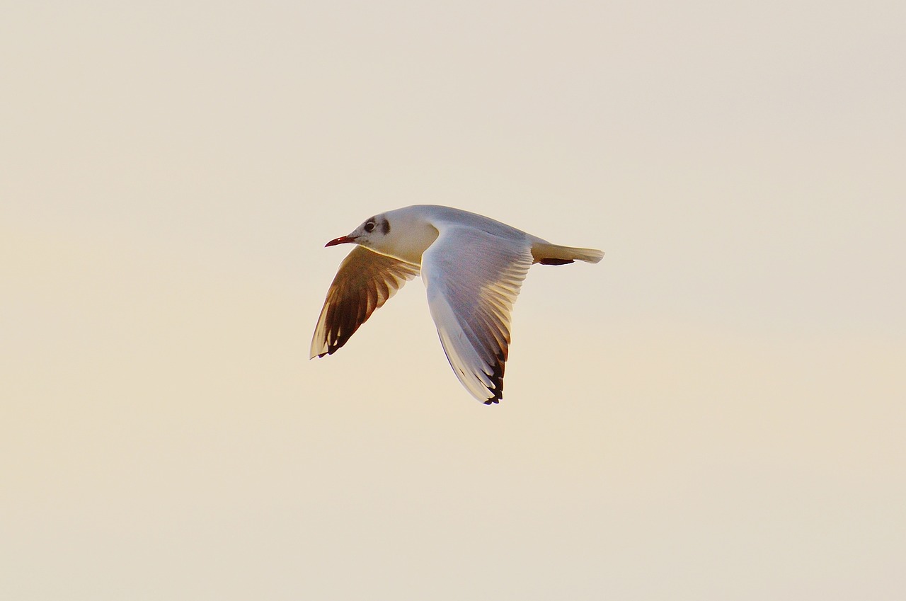a bird that is flying in the sky, arabesque, soft evening lighting, white head, 33mm photo, pyromallis