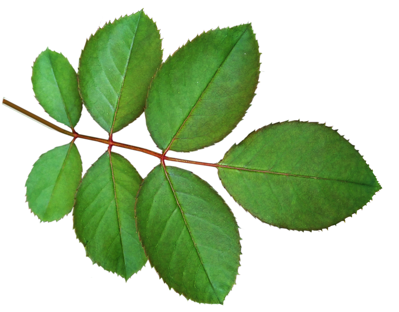 a close up of a leaf on a black background, a photo, rose twining, [ overhead view ]!, ultra high def, leaves twigs wood