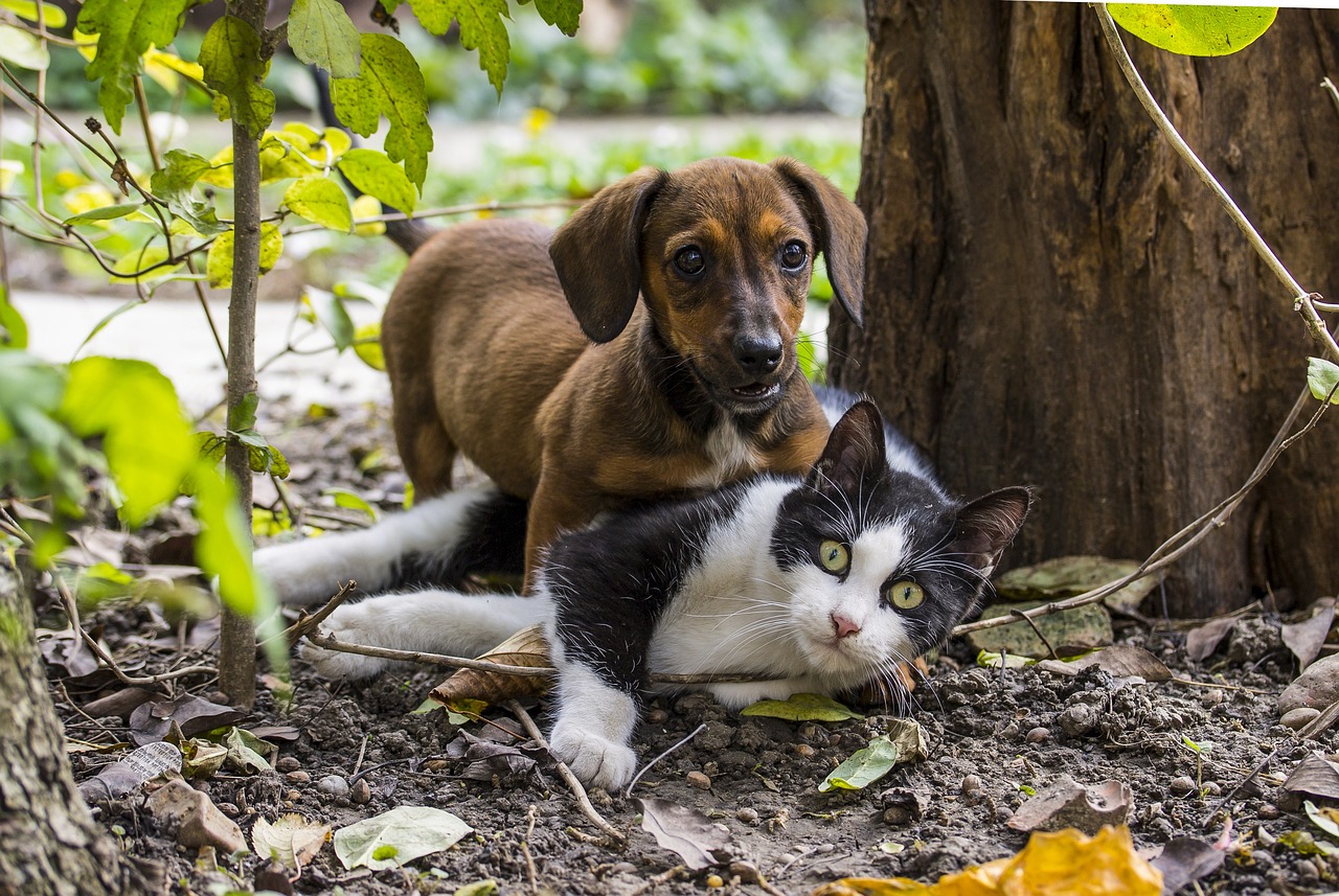 a dog laying next to a cat on the ground, by Niko Henrichon, sheltering under a leaf, egor letov, high quality image”