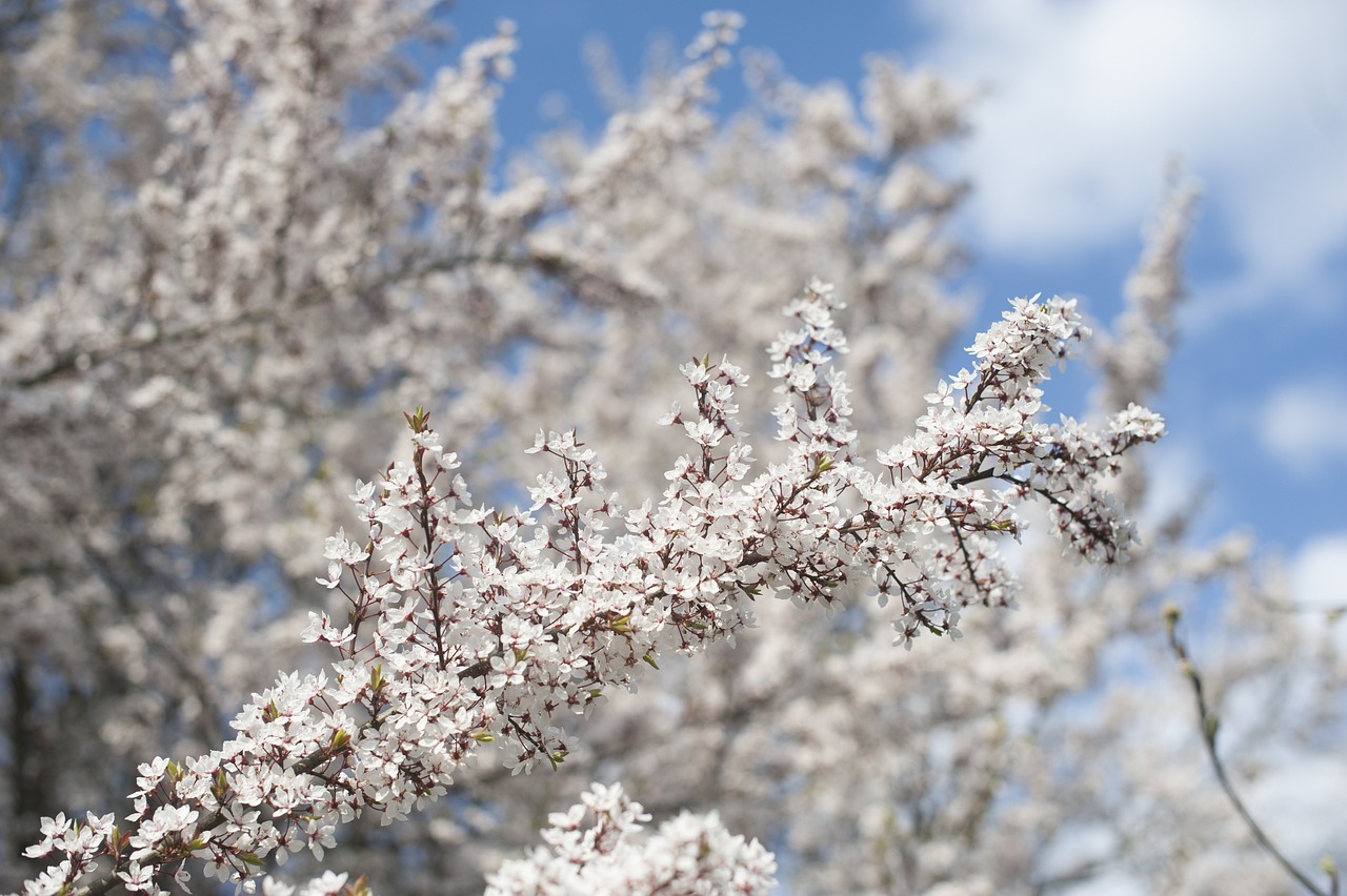 a close up of a tree with white flowers, a photo, modern high sharpness photo