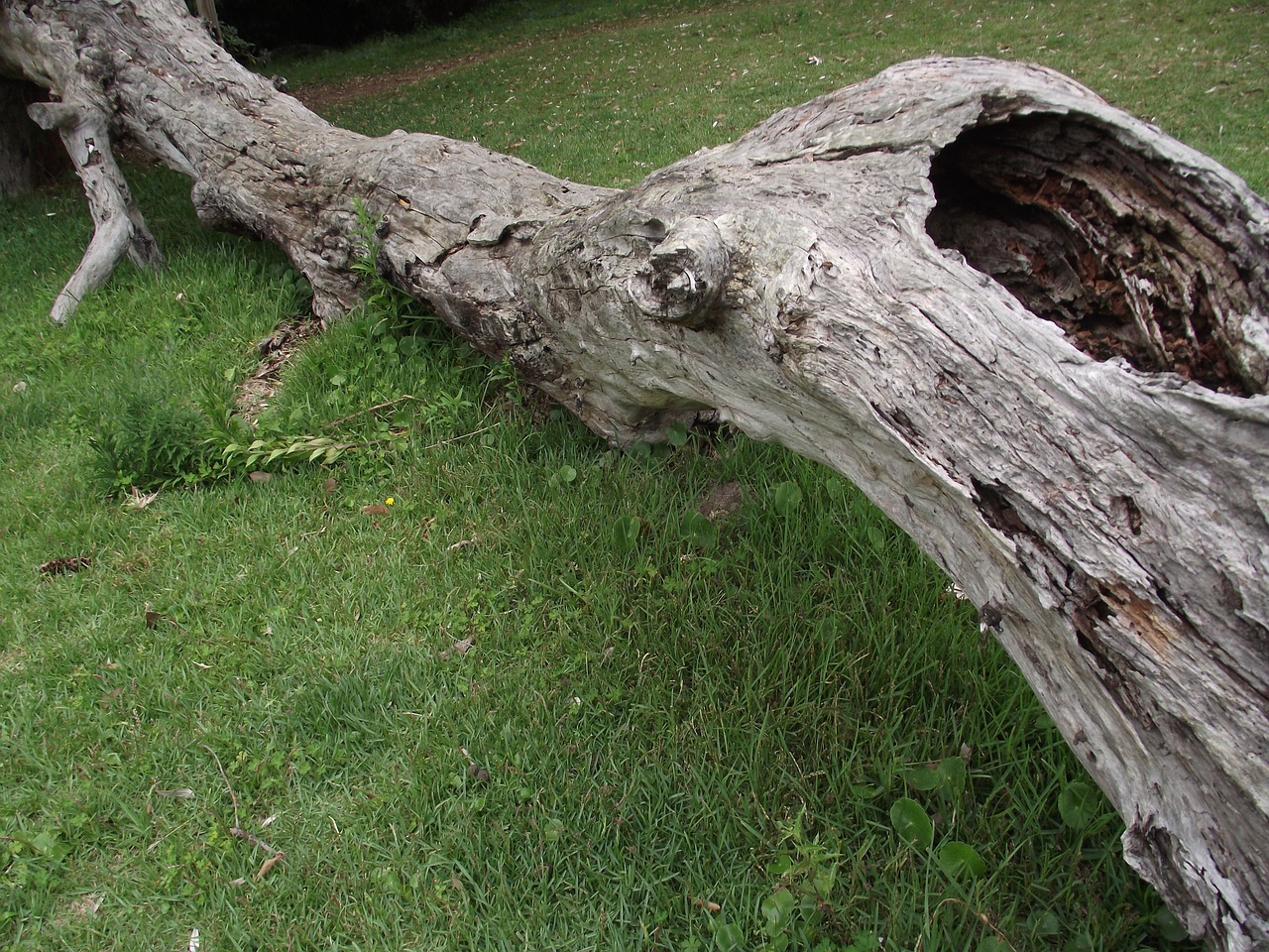 a fallen tree sitting on top of a lush green field, flickr, land art, side view close up of a gaunt, bark, lawn, weathered