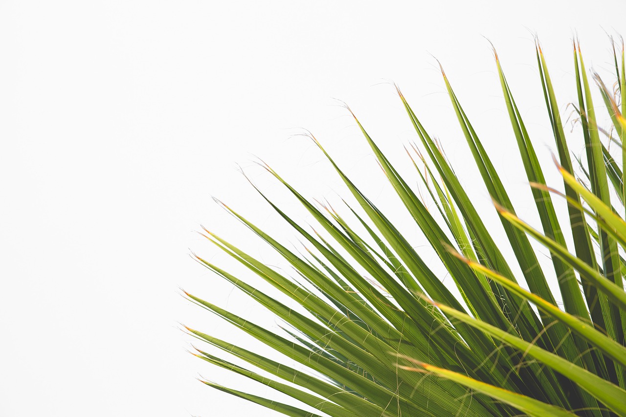 a bird sitting on top of a palm tree, minimalism, botanical background, highkey, zoomed in, highly detailed leaves