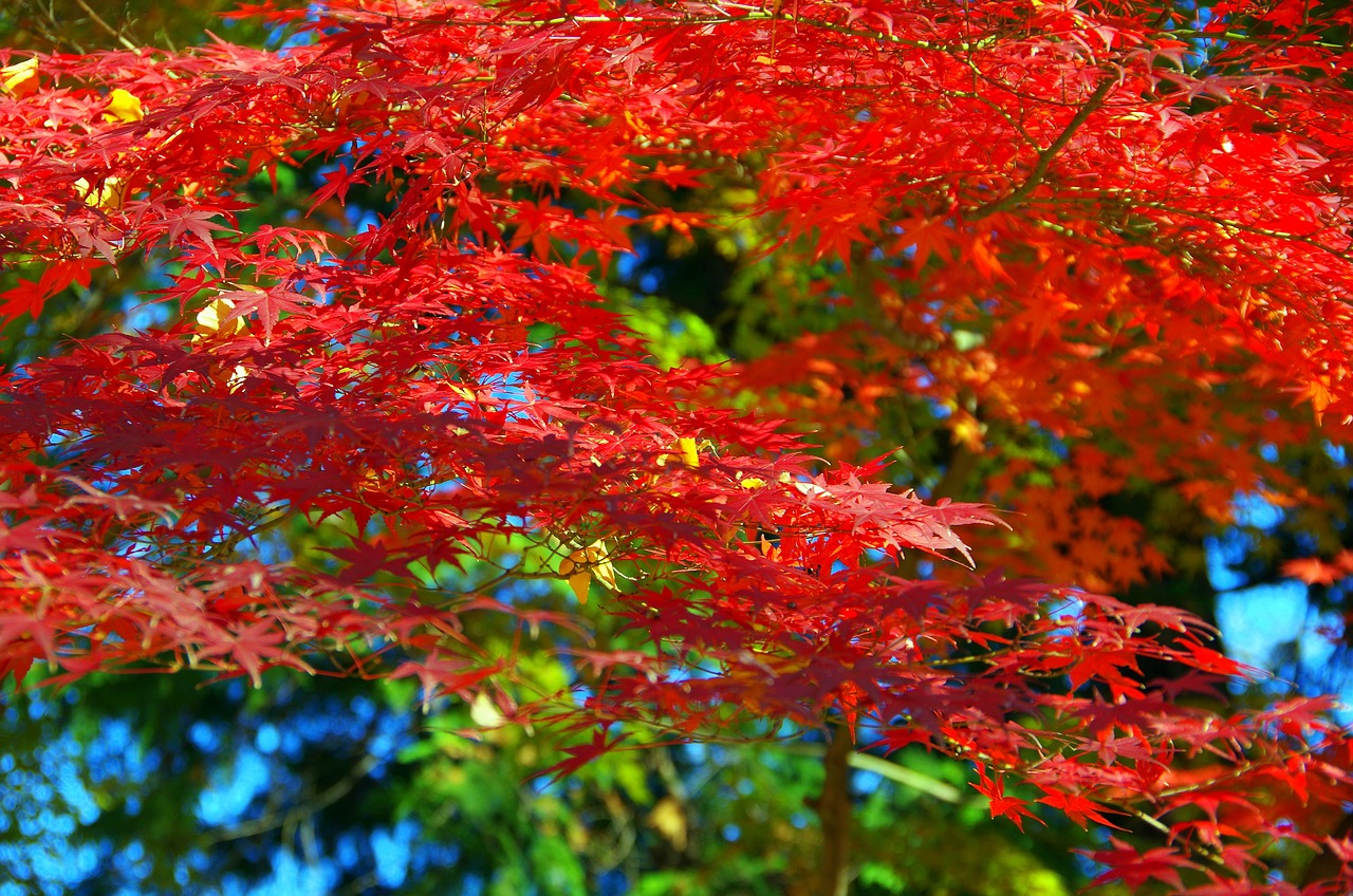 a close up of a tree with red leaves, by Torii Kiyomasu II, vivid colors!!, bright vivid color hues:1, colours red and green, canadian maple leaves