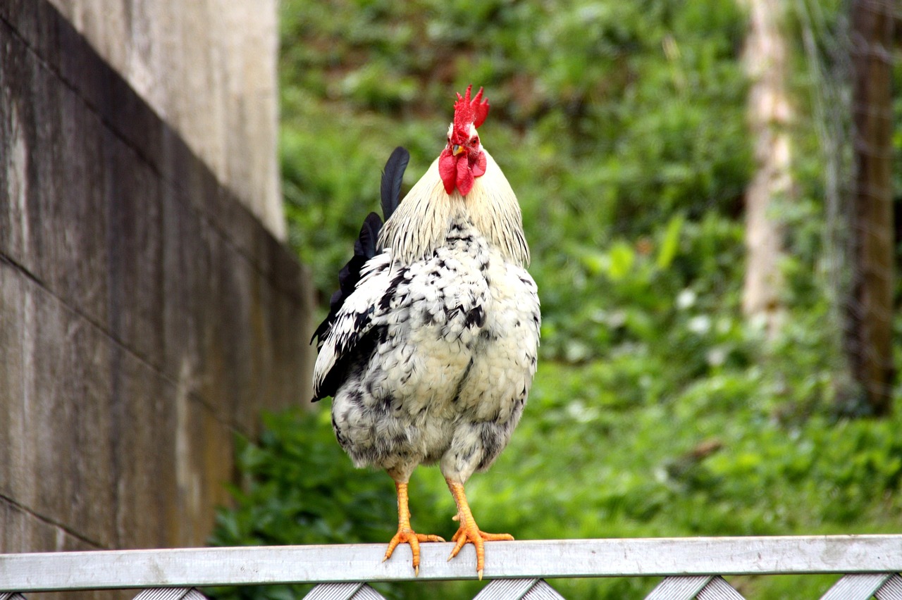 a black and white rooster standing on a fence, gray mottled skin, black white and red colors, high res photo