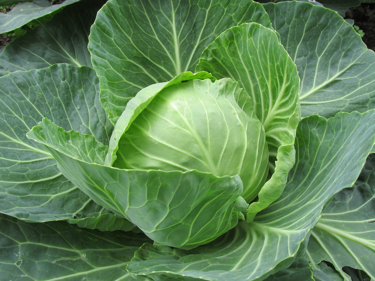 a head of cabbage growing in a garden, a picture, renaissance, istockphoto, rice, kiss, large leaves