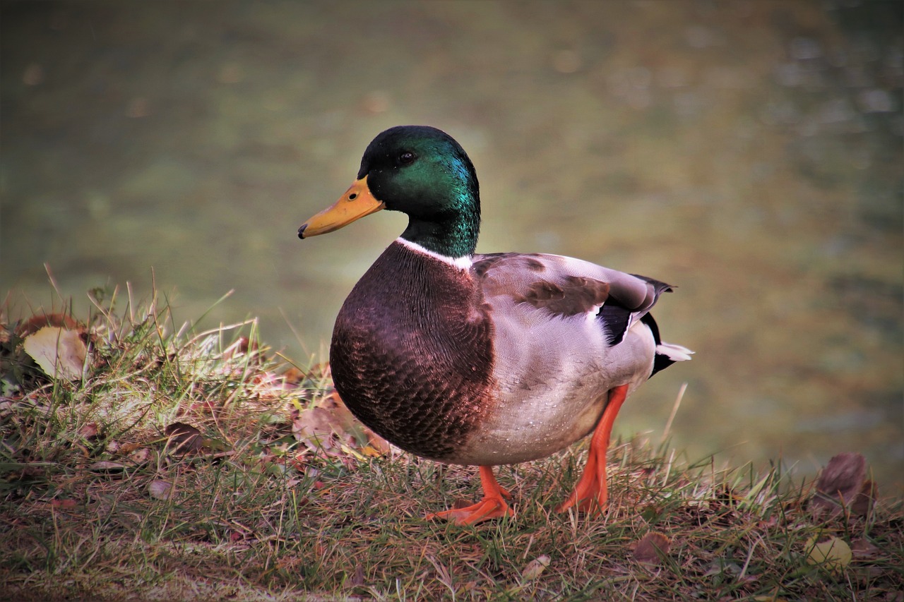 a duck that is standing in the grass, a portrait, inspired by Jacob Duck, pexels, coloured photo, on a riverbank, portait photo