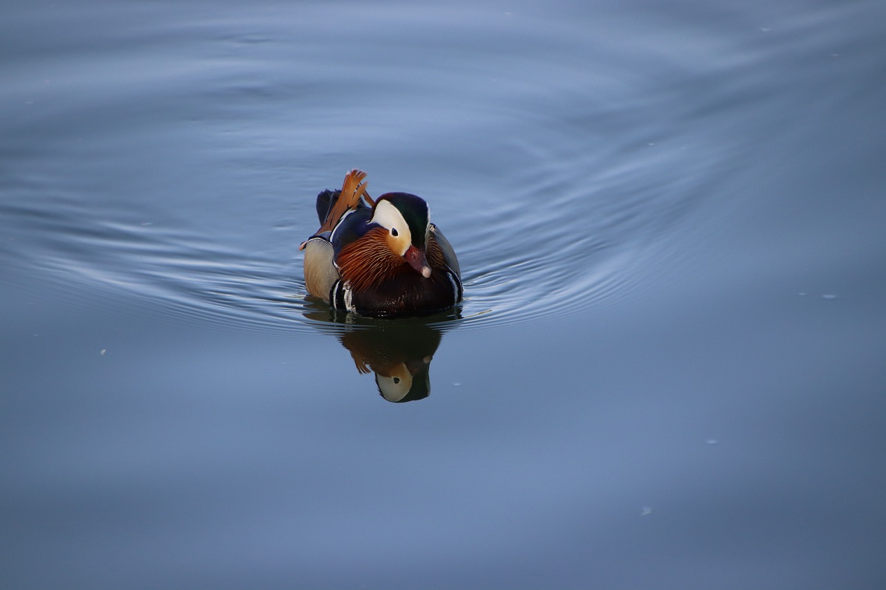 a duck floating on top of a body of water, a picture, by Jan Rustem, flickr, animals mating, daoshu, multi colour, platypus