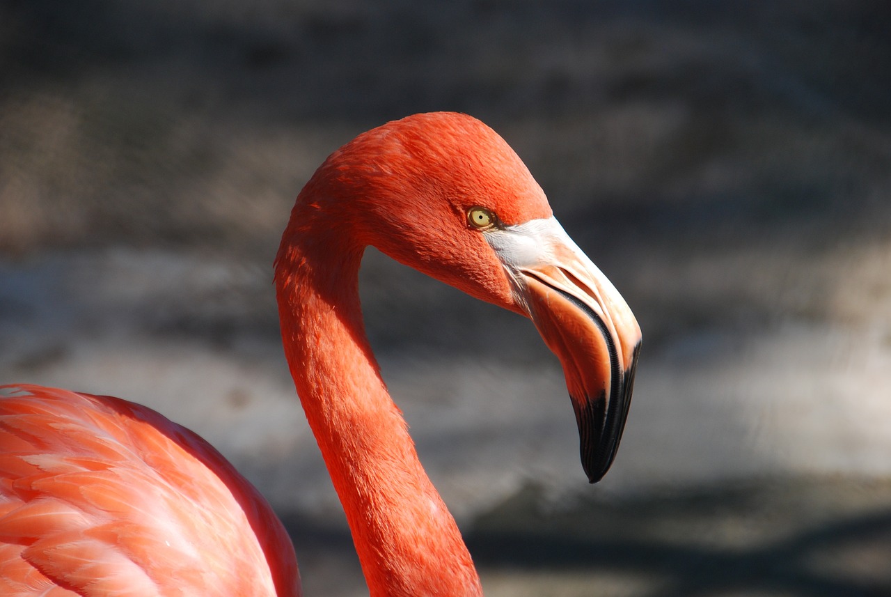 a close up of a flamingo's head and neck, a photo, museum quality photo, very accurate photo, 2 0 1 0 photo, 7 0 mm photo