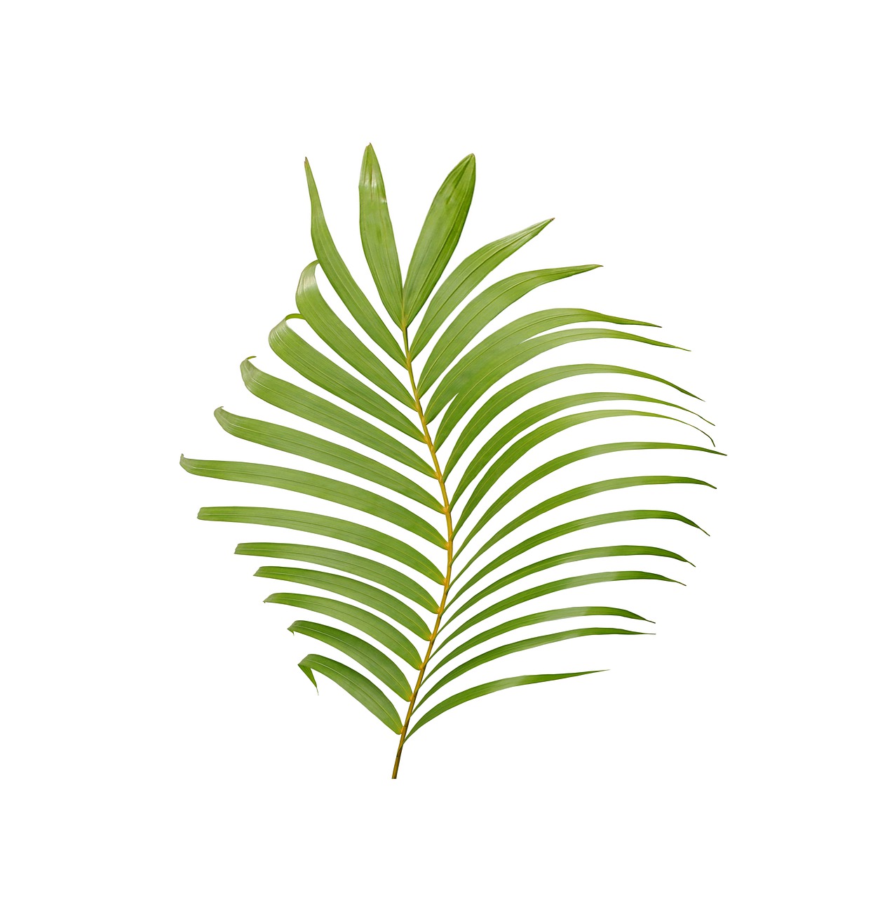 a close up of a palm leaf on a white background, a stock photo, by Maeda Masao, shutterstock, art deco, flame ferns, seen from above, official product photo, right side composition