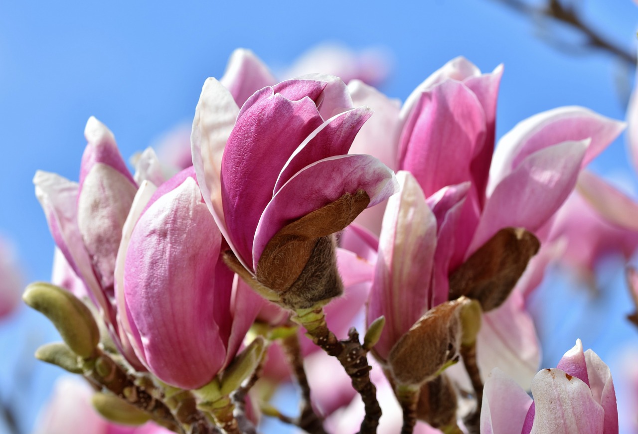 a close up of a flower on a tree, by Jim Nelson, shutterstock, romanticism, magnolia stems, blue and pink colors, beautiful sunny day, stock photo