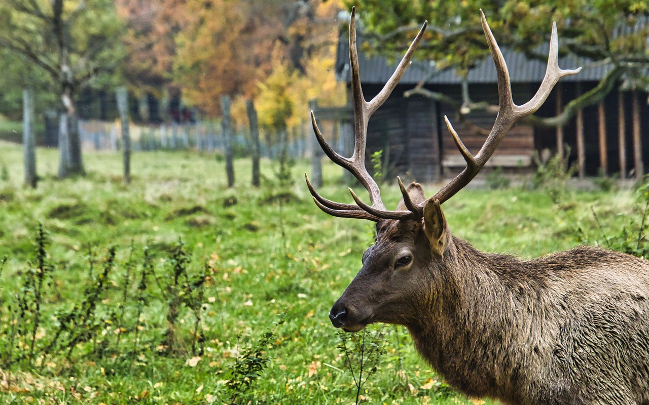 a deer that is standing in the grass, a stock photo, shutterstock, in the autumn forest, hut, museum quality photo, portrait of a king