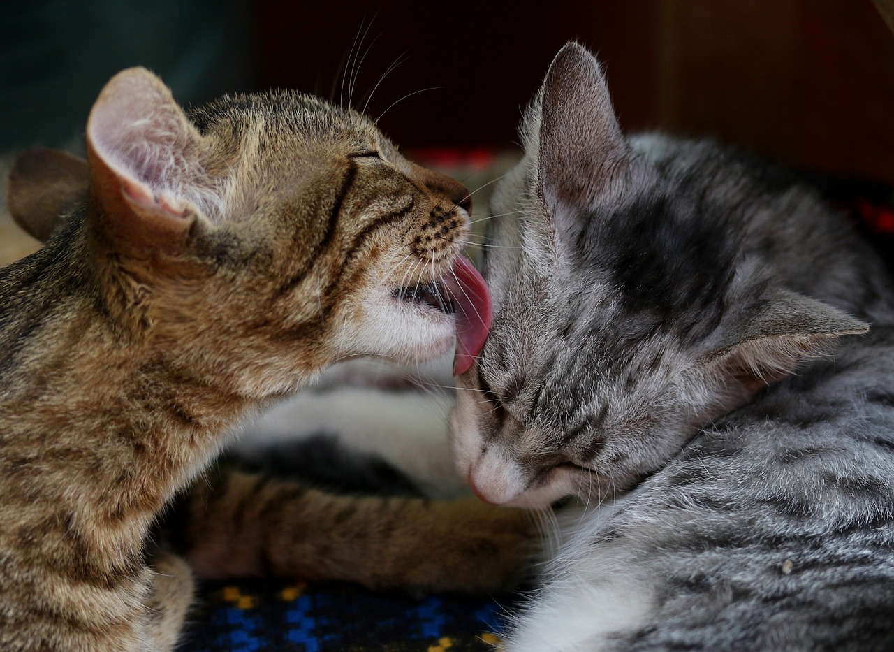 a couple of cats laying next to each other, a picture, by Tom Carapic, shutterstock, spit flying from mouth, the kiss, close-up fight, stock photo