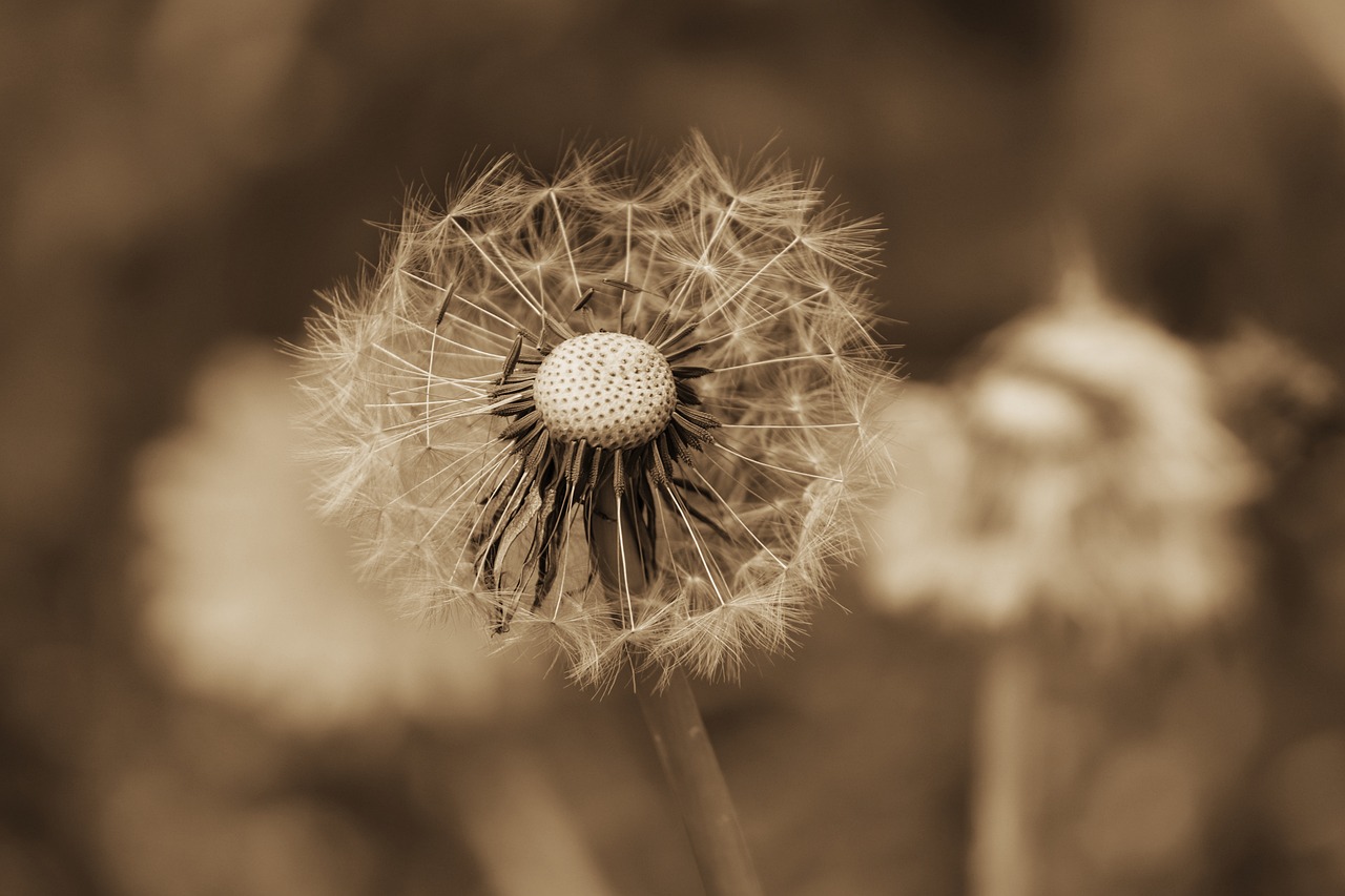 a black and white photo of a dandelion, a macro photograph, sepia colors, very known photo, high details photo