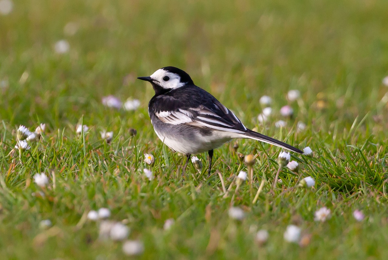 a small bird standing on top of a lush green field, by Paul Bird, shutterstock, white with black spots, long tails, glasgow, photo of a beautiful