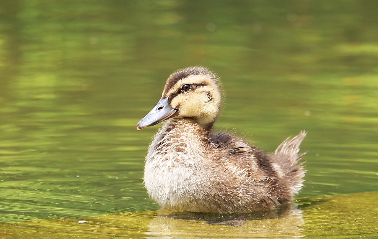 a duck that is swimming in some water, a picture, pixabay, hurufiyya, young and cute, wildlife photo, istock, children's