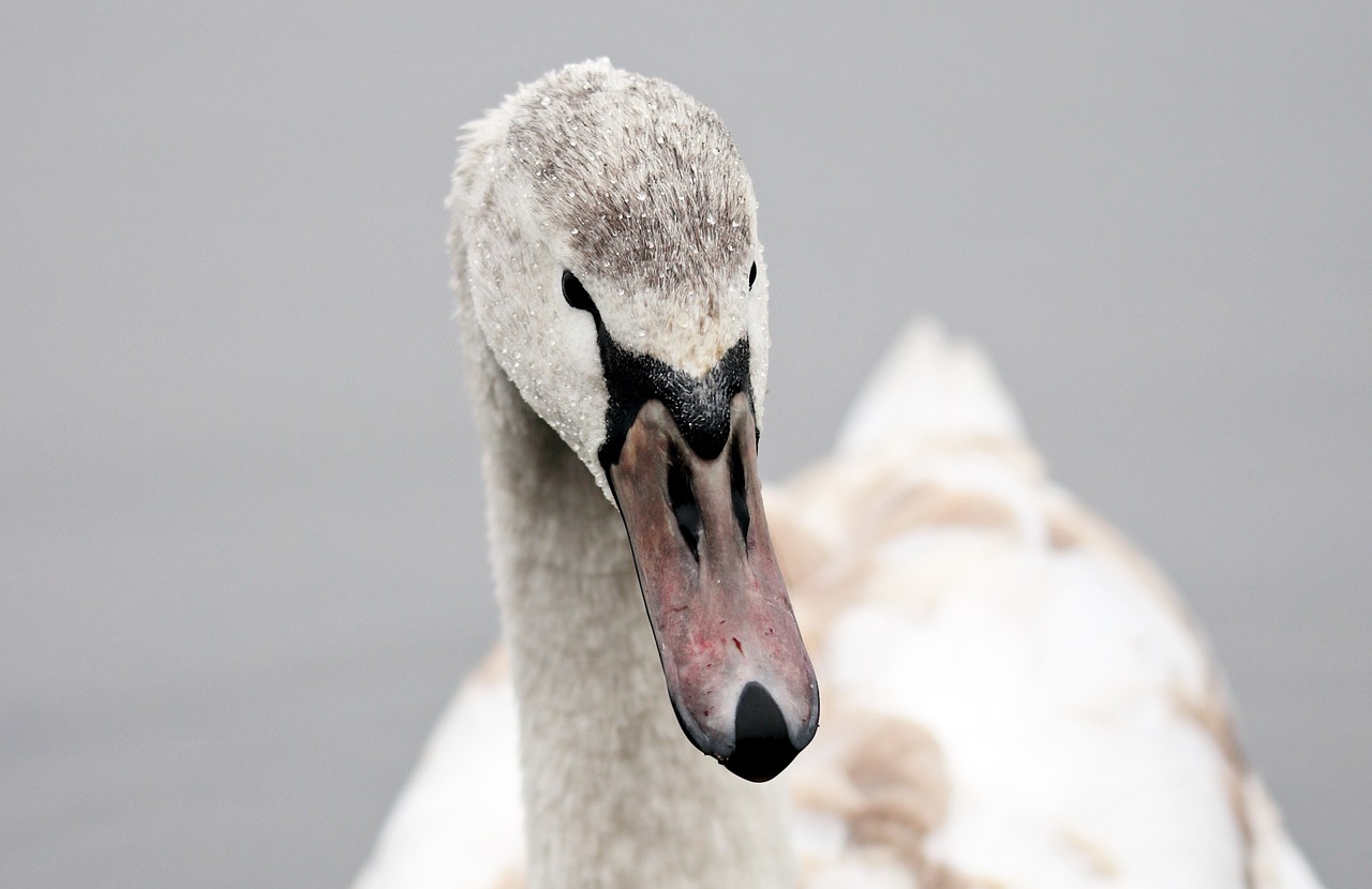 a close up of a swan on a body of water, a picture, by Dave Allsop, shutterstock, naughty expression, aged 2 5, cutie, photo taken with canon 5d