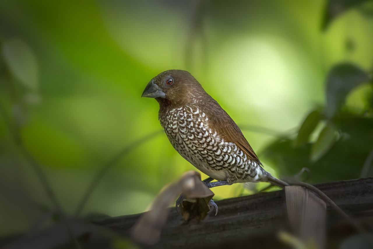 a brown and white bird sitting on a branch, by Dietmar Damerau, brown scales, taiwan, very sharp and detailed photo, in front of a forest background