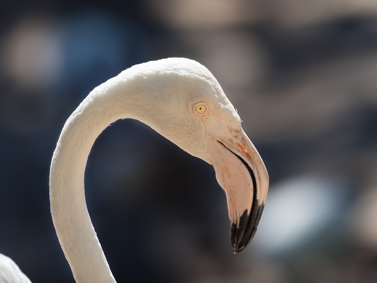a close up of a flamingo's head and neck, a portrait, by Richard Carline, shutterstock, glowing veins of white, full view with focus on subject, back - lit, pareidolia